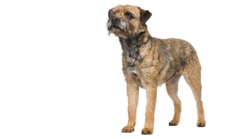 Border Terrier