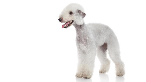 Bedlington Terrier