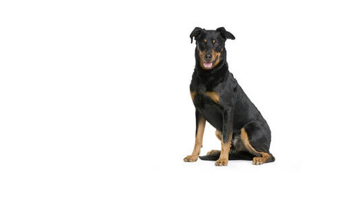 Beauceron