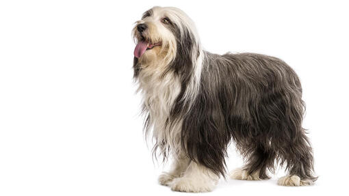 Bearded Collie