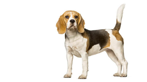 Beagle