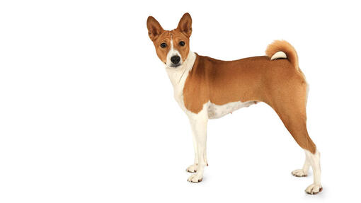 Basenji