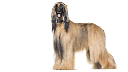 Afghanischer Windhund