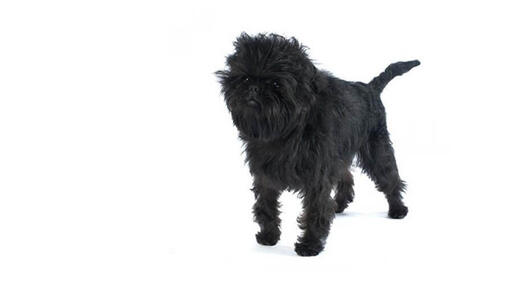 Affenpinscher