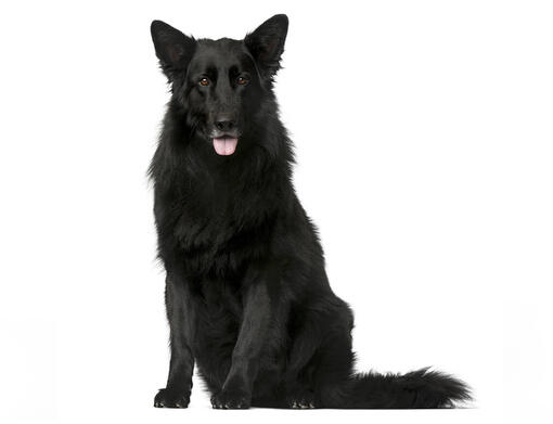 Belgischer Schäferhund Groenendael