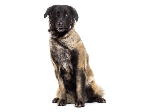 Cão da Serra da Estrela