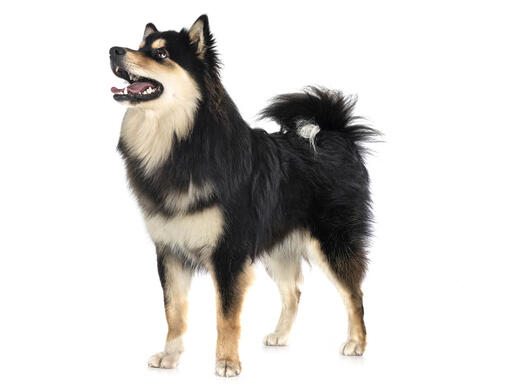 Finnischer Lapphund 