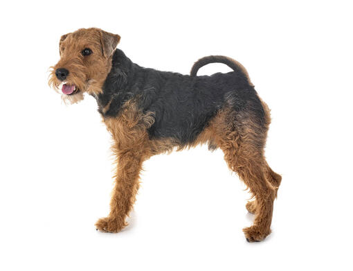 Welsh Terrier