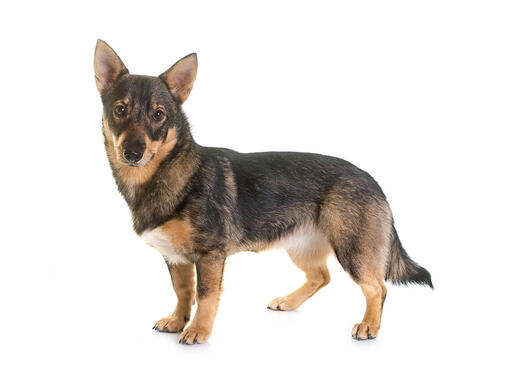 Swedish Vallhund Mobile