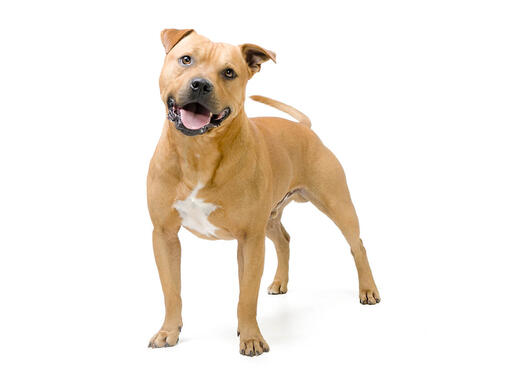 Staffordshire Bullterrier