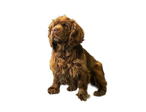 Sussex Spaniel