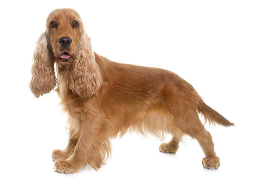 English Cocker Spaniel