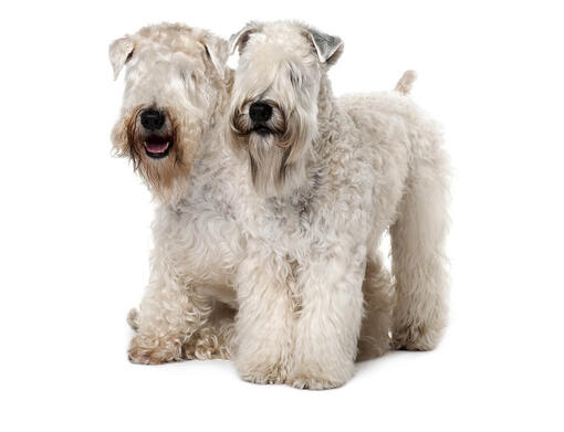 Irischer Soft Coated Wheaten Terrier Terrier