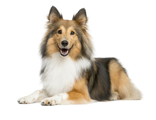 Shetland Sheepdog