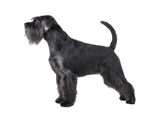 Schnauzer