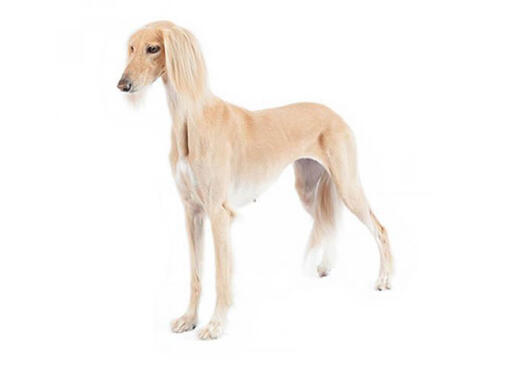 Saluki