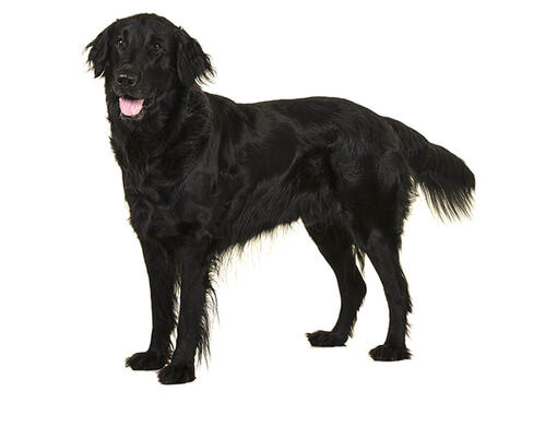 Flat Coated Retriever