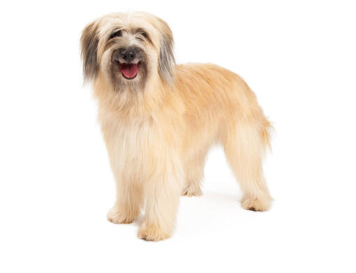 Pyrenäen Schäferhund