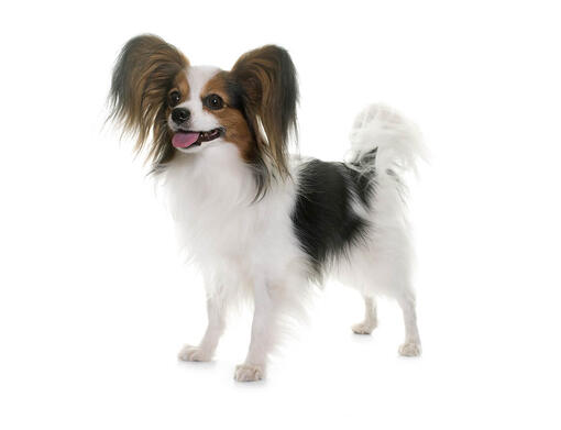 Papillon Hund Mobile