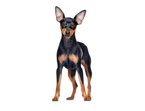 Zwergpinscher