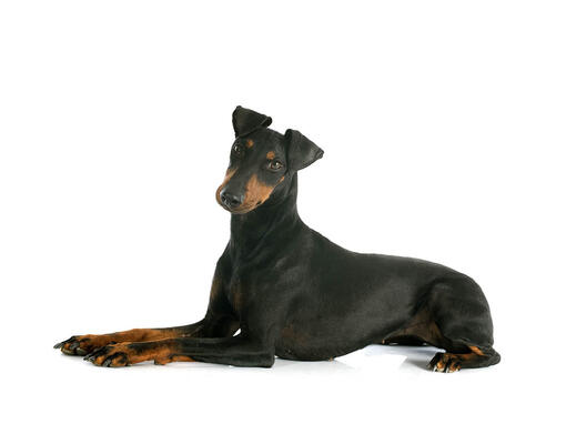 Manchester Terrier