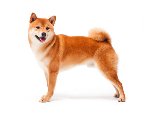 Shiba