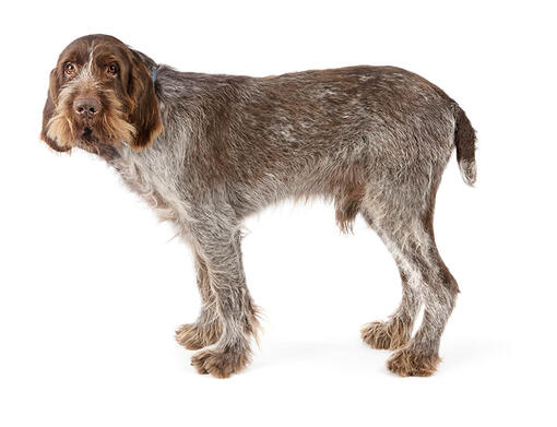 Spinone Italiano Mobile
