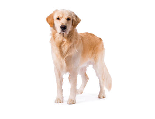 welche farbe hat ein golden retriever