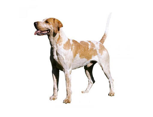 Foxhound