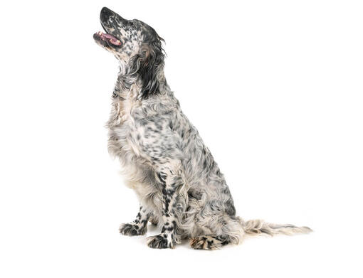 English Setter