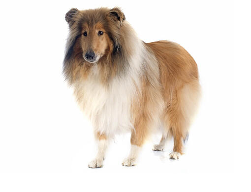 Collie