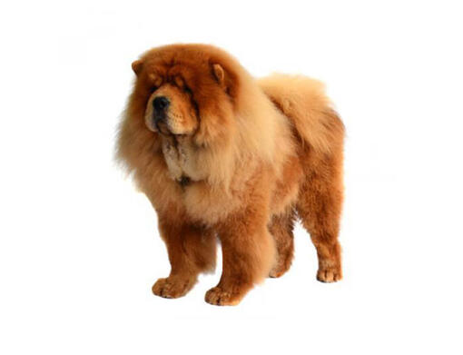 Chow Chow Langhaar