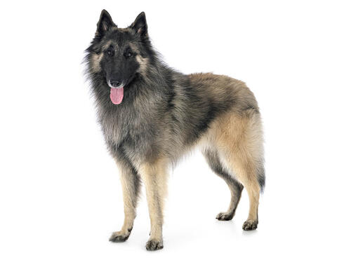 Belgischer Schäferhund Tervueren