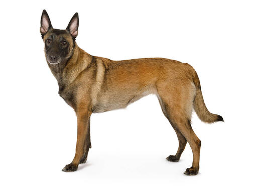 Belgischer Schäferhund Malinois