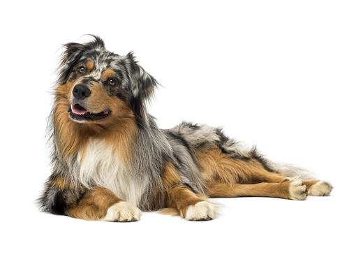 Australian Shepherd liegend