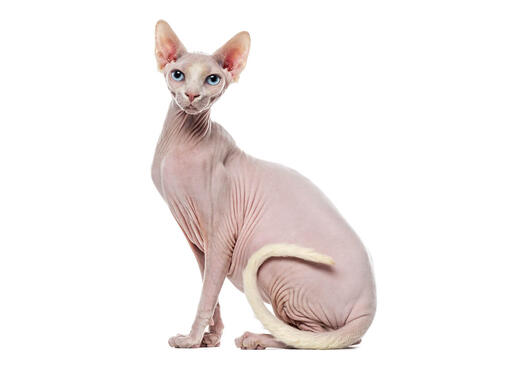 Sphynx-Katze