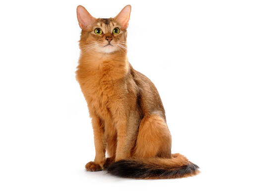 Somali-Katze