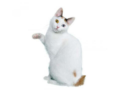 Japanese Bobtail Shorthair