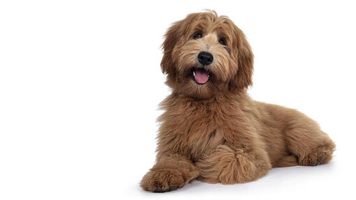 Labradoodle