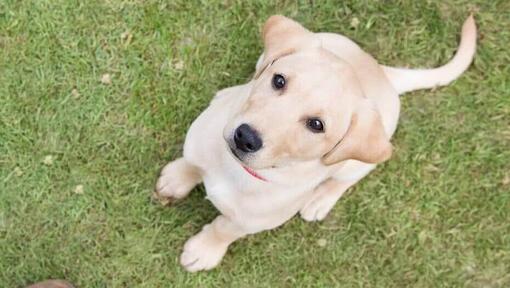 Gelber Labradorwelpe, der Besitzer ansieht