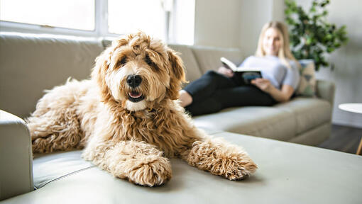 Labradoodle auf Sofa mit Besitzer