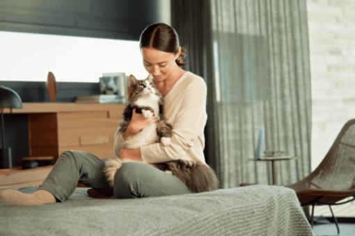 Sibirische Katze kuschelt mit Frauchen