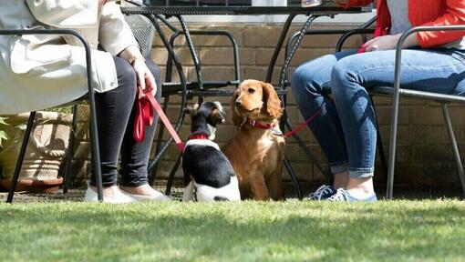 Zwei Hunde sitzen bei ihren Besitzern und trinken etwas