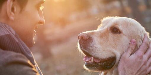 Hunde verstehen: Blickkontakt zwischen Hund und Herrchen