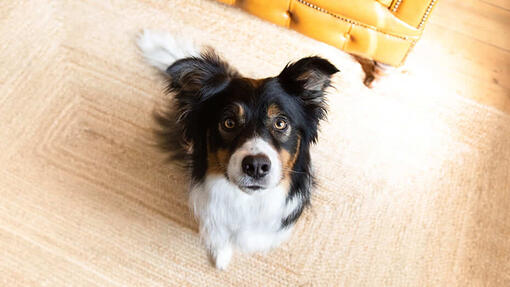 Hund guckt mit kerzengeraden Ohren aufmerksam in die Kamera