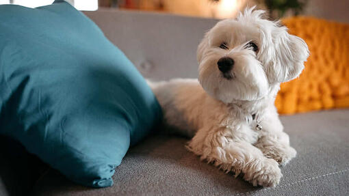 Kleiner weißer Hund sitzt auf Sofa