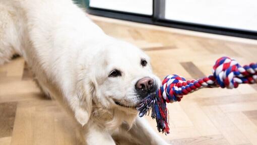 Weißer Hund spielt mit dem Besitzer
