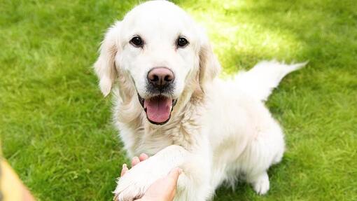 Hund lernt Pfote geben mit Leckerli