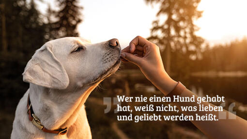 Frau gibt einem Hund Futter