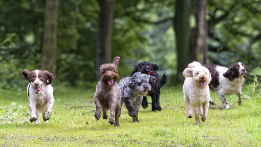 Hunde laufen in der Natur